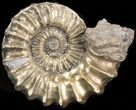 Pyritized Pleuroceras Ammonite - Germany #42725-1